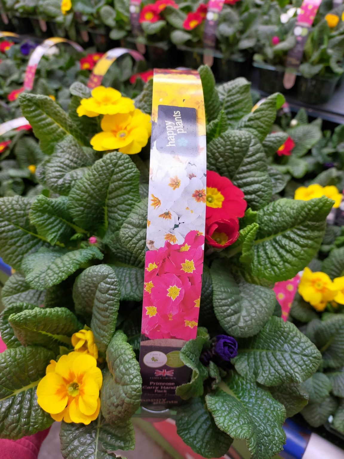 Primrose (pack of 6) Get Fresh Swansea